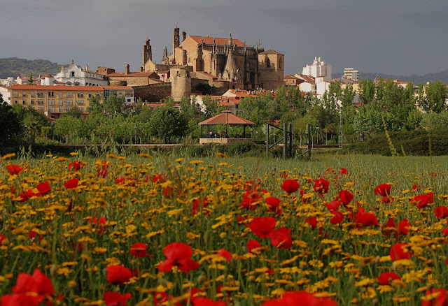 Que flores pertenecen a cada grupo, 1ª parte