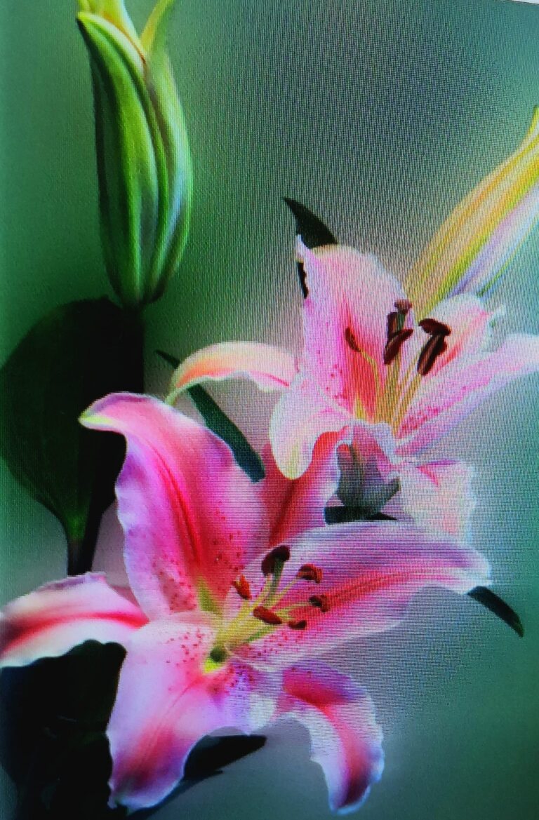 ⚜️   Flor de Lis en Ho’oponopono: